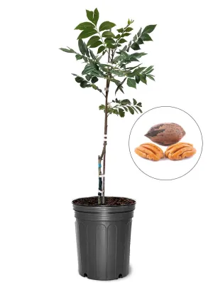 Cape Fear Type 1 Pecan Trees - Premium Selection