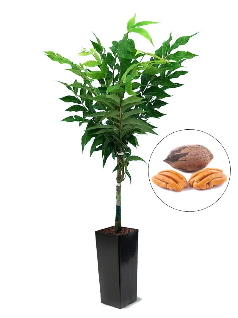 Cape Fear Type 1 Pecan Trees - Premium Selection