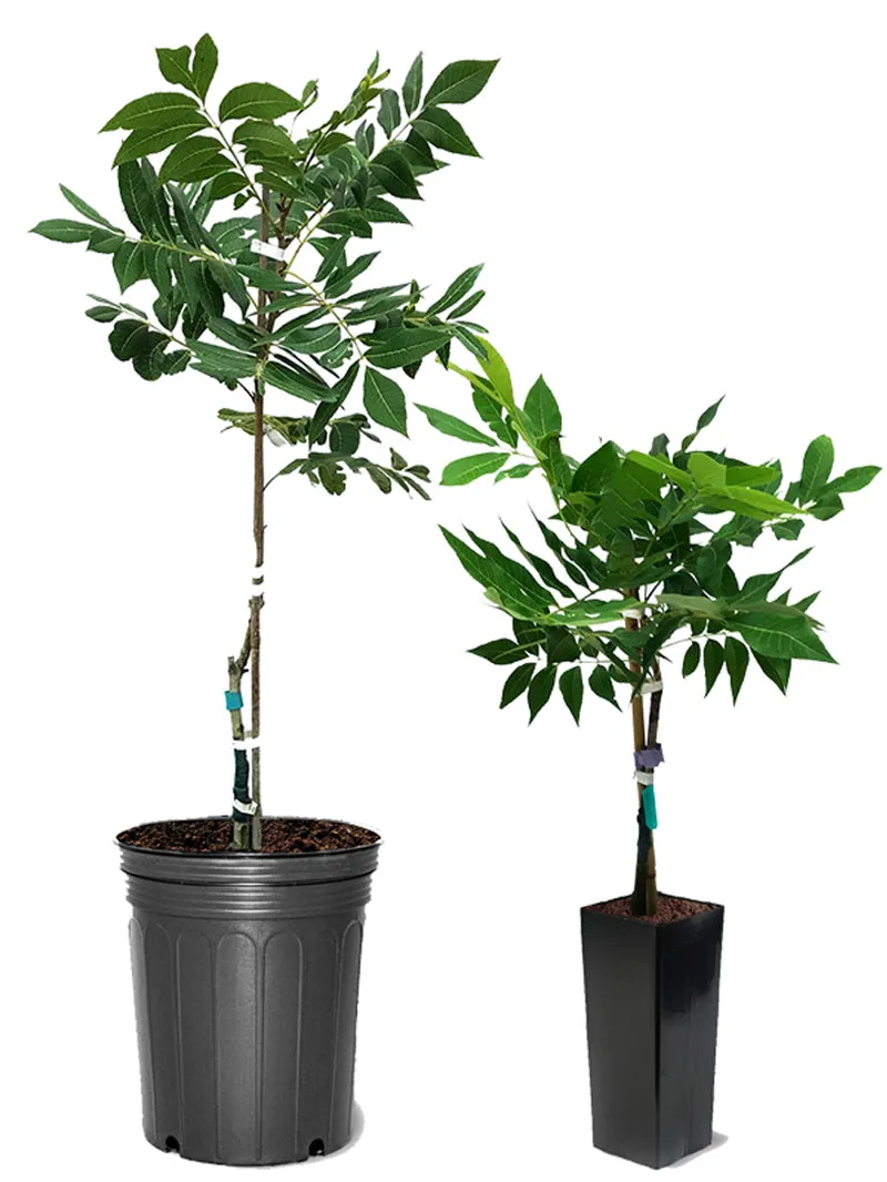 Cape Fear Type 1 Pecan Trees - Premium Selection